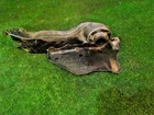 2014 Nissan 370Z Nismo Rear Rh Passenger Subframe Brace Used. Price: $20.00.