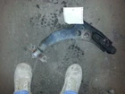 Passenger Lower Control Arm Front Coupe ZX2 Fits 98-03 Escort 646562 Used. Price: $98.62.