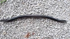 Bmw X3 E83 2004-2010 Front Suspension Strut Brace Free Shippping 3443983 Used. Price: $62.99.